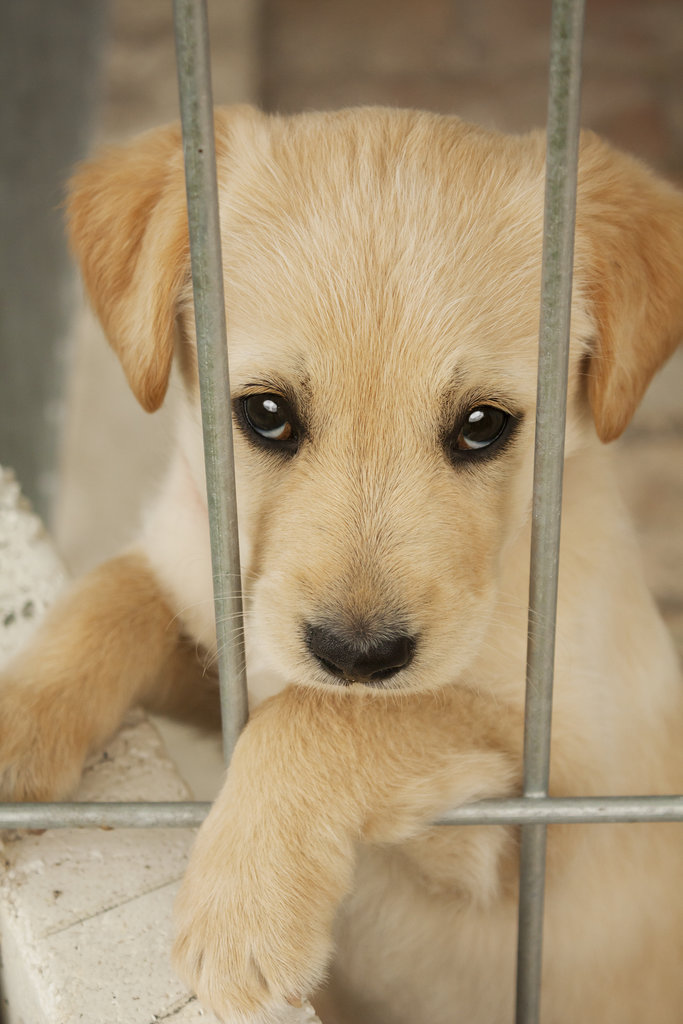Give a Shelter Pet a Home Give a Shelter Pet a Home