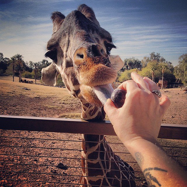 Feed a Giraffe Feed a Giraffe