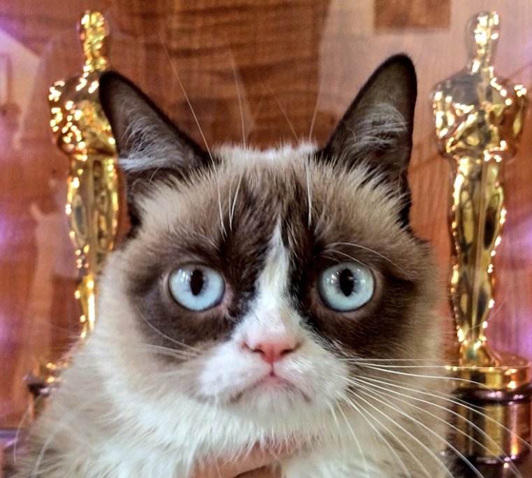 Meet Grumpy Cat Meet Grumpy Cat