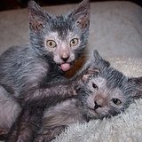 Lykoi Cats Lykoi Cats