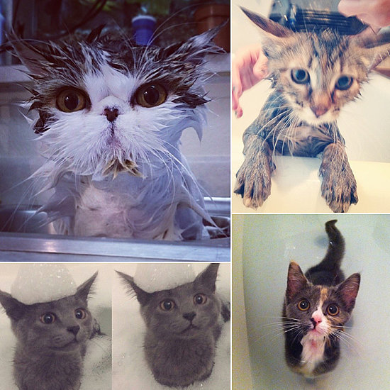 It's Raining Cats! The Cutest Cat-Bathing Pictures From Instagram It's Raining Cats! The Cutest Cat-Bathing Pictures From Instagram