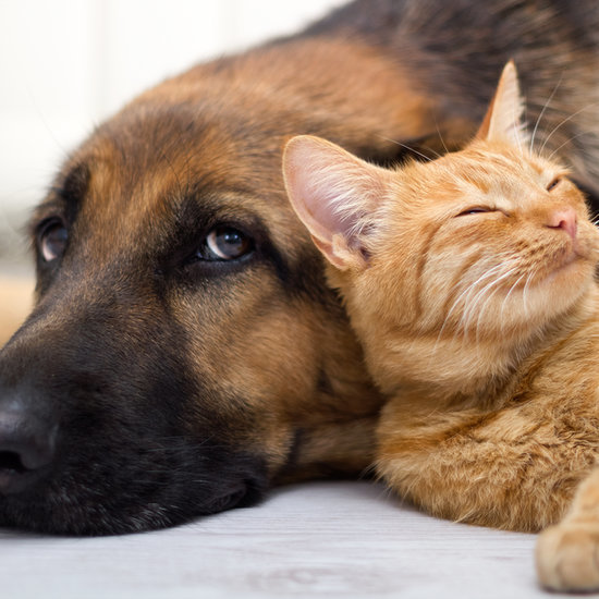 5 Kitchen Items That Double as Pet-Friendly Cleansers 5 Kitchen Items That Double as Pet-Friendly Cleansers
