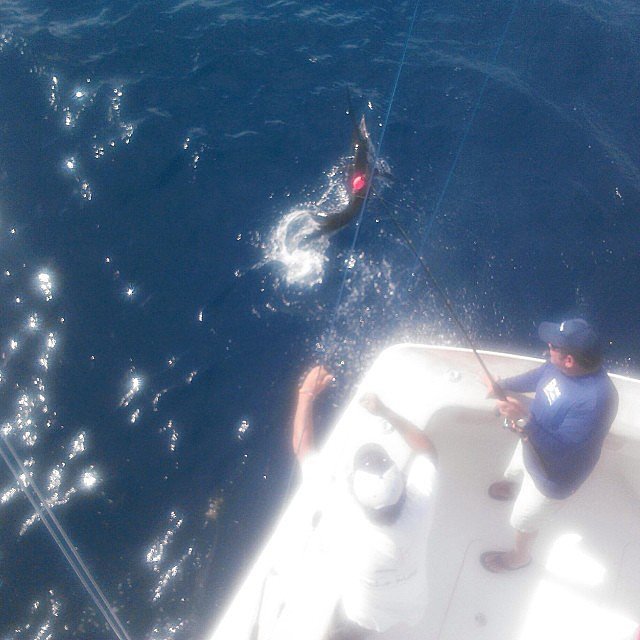 Emeril Went Sailfishing Emeril Went Sailfishing