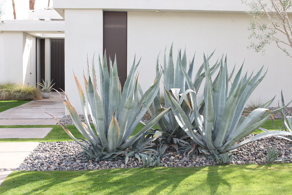 This Palm Springs Stunner Has a Little Secret . . . This Palm Springs Stunner Has a Little Secret . . .
