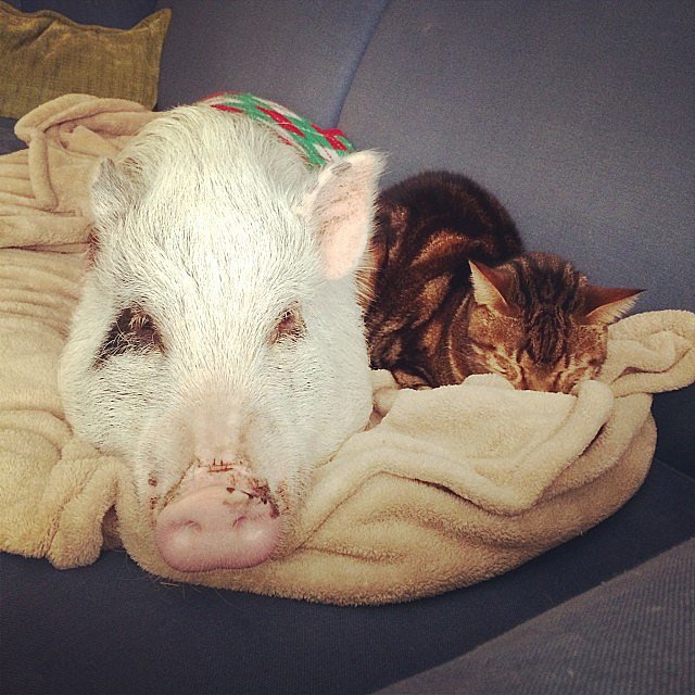 Sharing a Blanket Sharing a Blanket