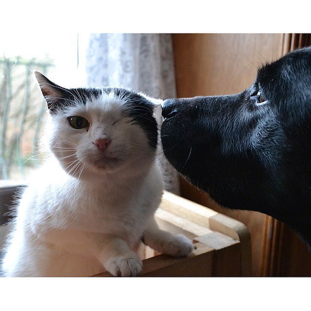I Got You! I Got You!