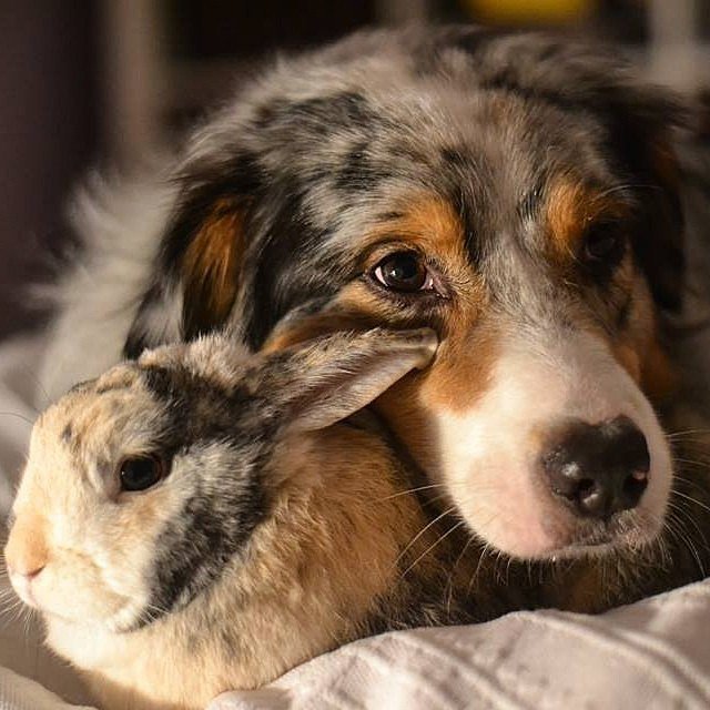 Twins Twins