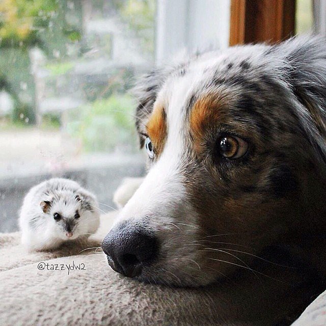 Tiny Friend Tiny Friend