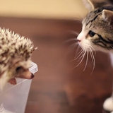 Kitten Meets a Hedgehog For the First Time | Video Kitten Meets a Hedgehog For the First Time | Video