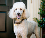 6 Easy Ways to Stop a Dog From Jumping 6 Easy Ways to Stop a Dog From Jumping