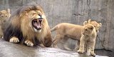 Lion Triplets Meet Dad For The First Time; Immediately Annoy The Hell Out Of Him Lion Triplets Meet Dad For The First Time; Immediately Annoy The Hell Out Of Him