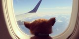 These Jet-Setting Dogs Are On The Vacation You've Been Fantasizing About All Winter These Jet-Setting Dogs Are On The Vacation You've Been Fantasizing About All Winter