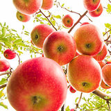 The Surprising Foods Making You Sick The Surprising Foods Making You Sick