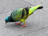 Is This Bird a Parrot-Pigeon Hybrid – & What Should We Call It? Is This Bird a Parrot-Pigeon Hybrid – & What Should We Call It?