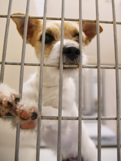10 Myth-Busting Realities About Shelter Dogs 10 Myth-Busting Realities About Shelter Dogs