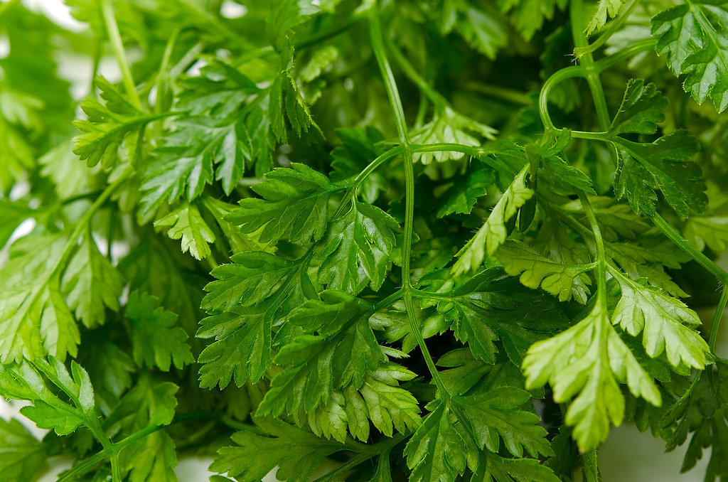 Chervil Chervil