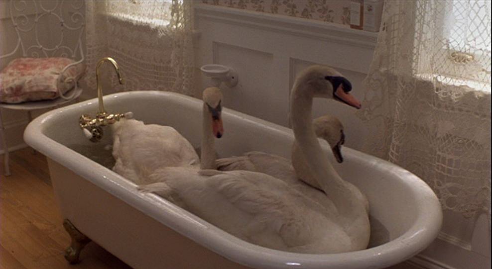 Swans Swans