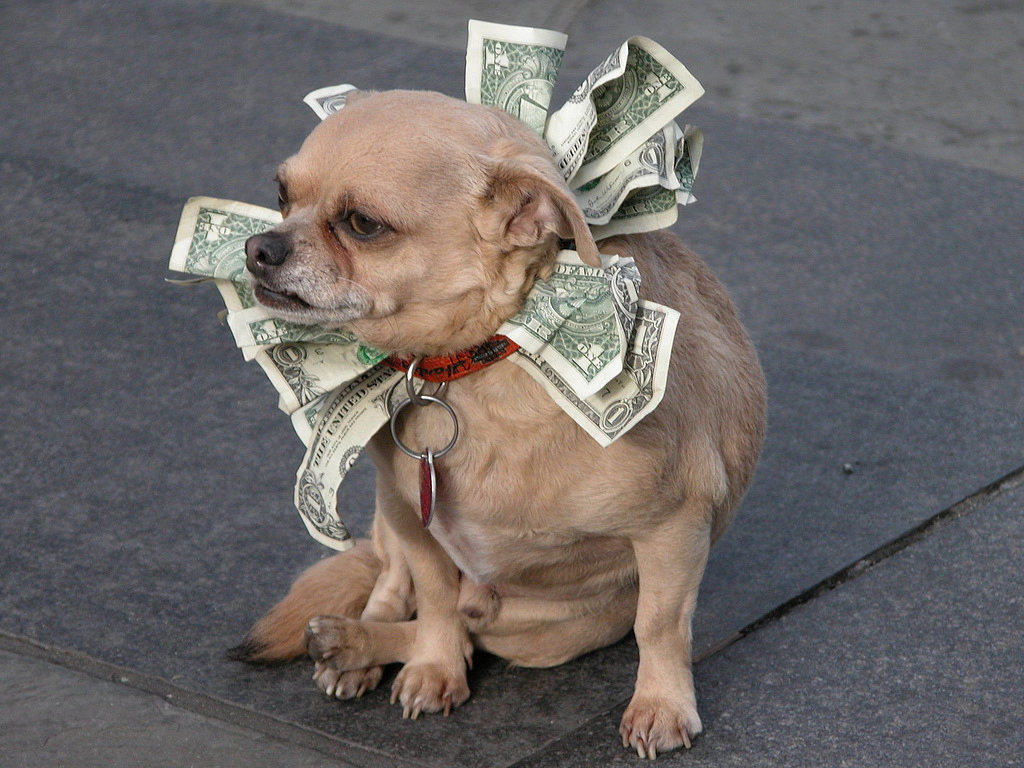 Pictures-Cute-Dogs-Money.jpg