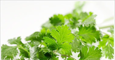 Do You Like Cilantro? Do You Like Cilantro?
