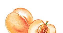 Not So Peachy: Pesticides and Peaches Not So Peachy: Pesticides and Peaches