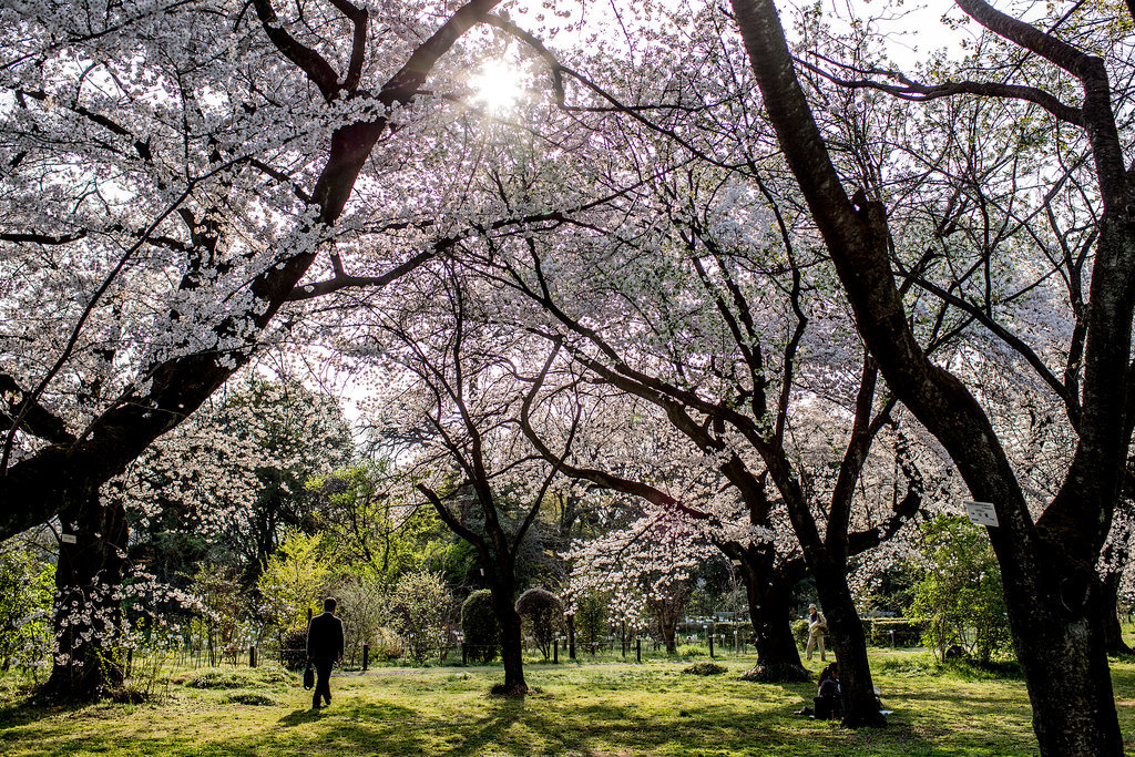 Japanese-Cherry-Blossoms-Pictures-Spring