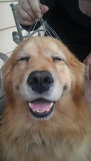 Pure Bliss Pure Bliss