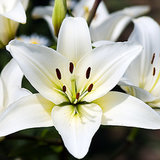 Easter Lilies Poisonous to Cats Easter Lilies Poisonous to Cats