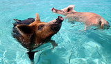 10 Swimming Animals You Didn't Know About 10 Swimming Animals You Didn't Know About
