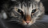 Keeping Your Cat Calm at Night Keeping Your Cat Calm at Night