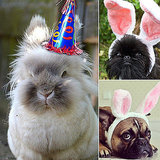 These Pets Are Super Excited About Easter