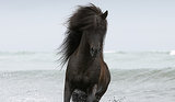 10 Cool Horse Facts 10 Cool Horse Facts