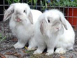 Adopt Us! Expo and Impo Are a Dynamic Duo Adopt Us! Expo and Impo Are a Dynamic Duo