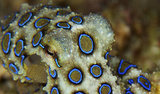10 Tiny Animals That Are Deadly to Humans 10 Tiny Animals That Are Deadly to Humans