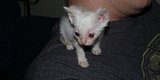 Kitten Found Near Death Makes Incredible Transformation, And Steals Our Hearts In The Process Kitten Found Near Death Makes Incredible Transformation, And Steals Our Hearts In The Process