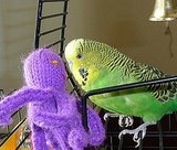 Who's a Pretty Bird? Who's a Pretty Bird?