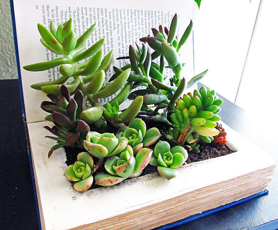 Vintage Book Terrarium Vintage Book Terrarium