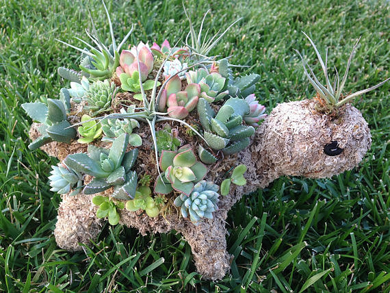 Succulent Turtle Succulent Turtle