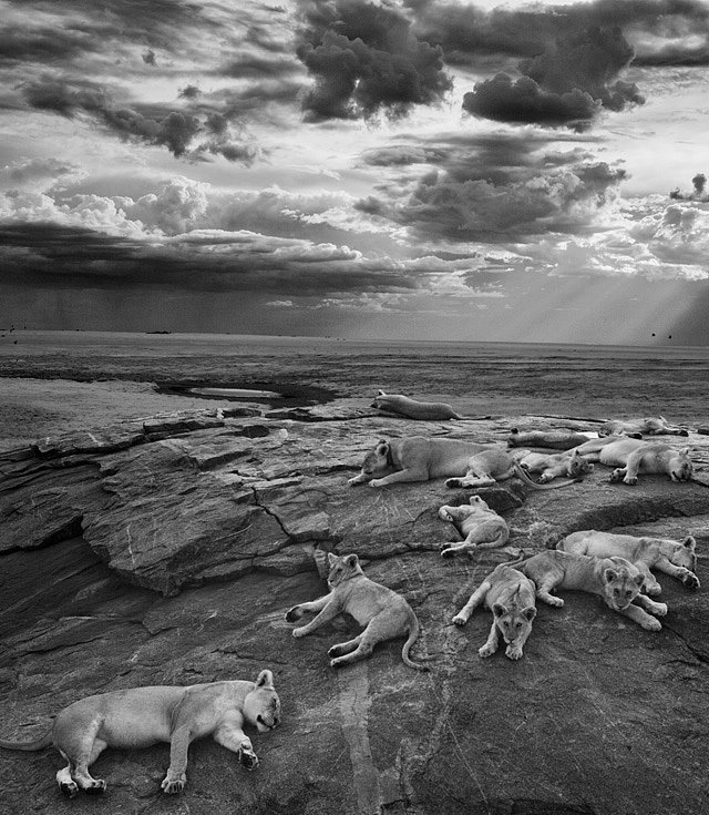Peep the Top Pics From the Sony World Photography Awards Peep the Top Pics From the Sony World Photography Awards