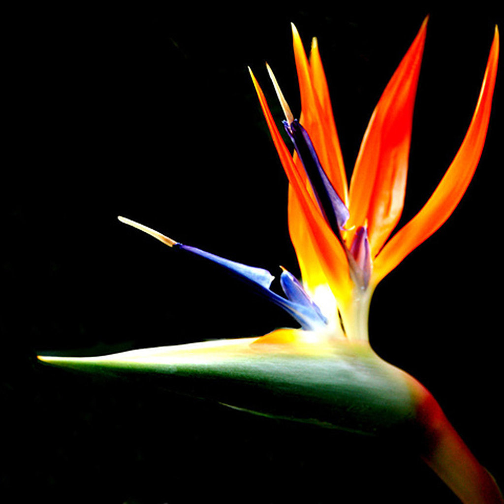 Image Image