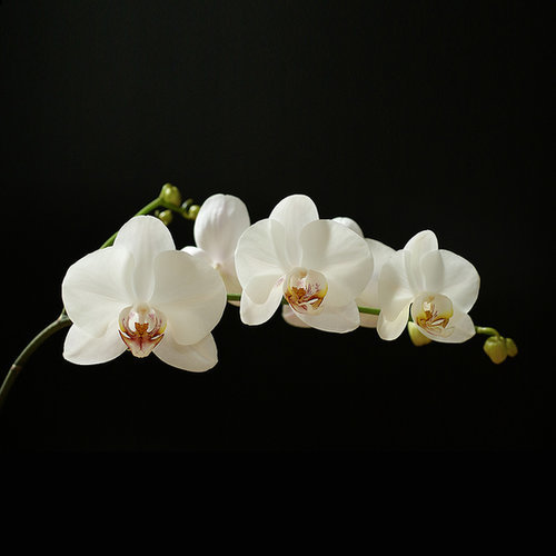 Flower A