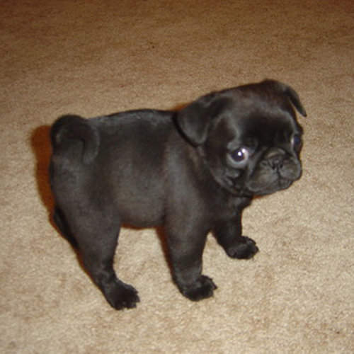 Puppy E