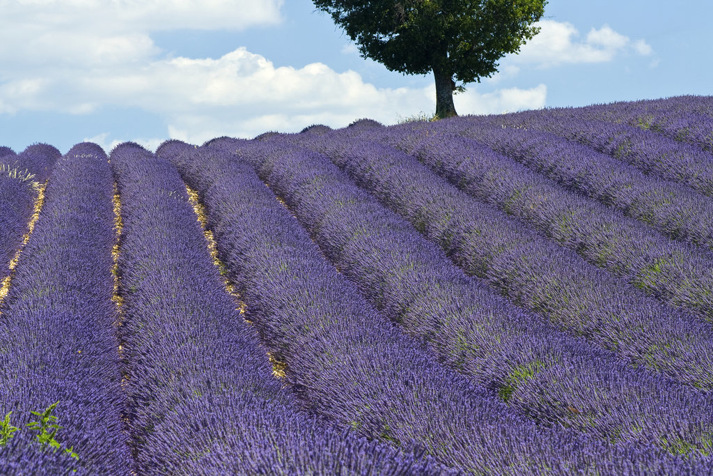 Lavender Fields, France Lavender Fields, France