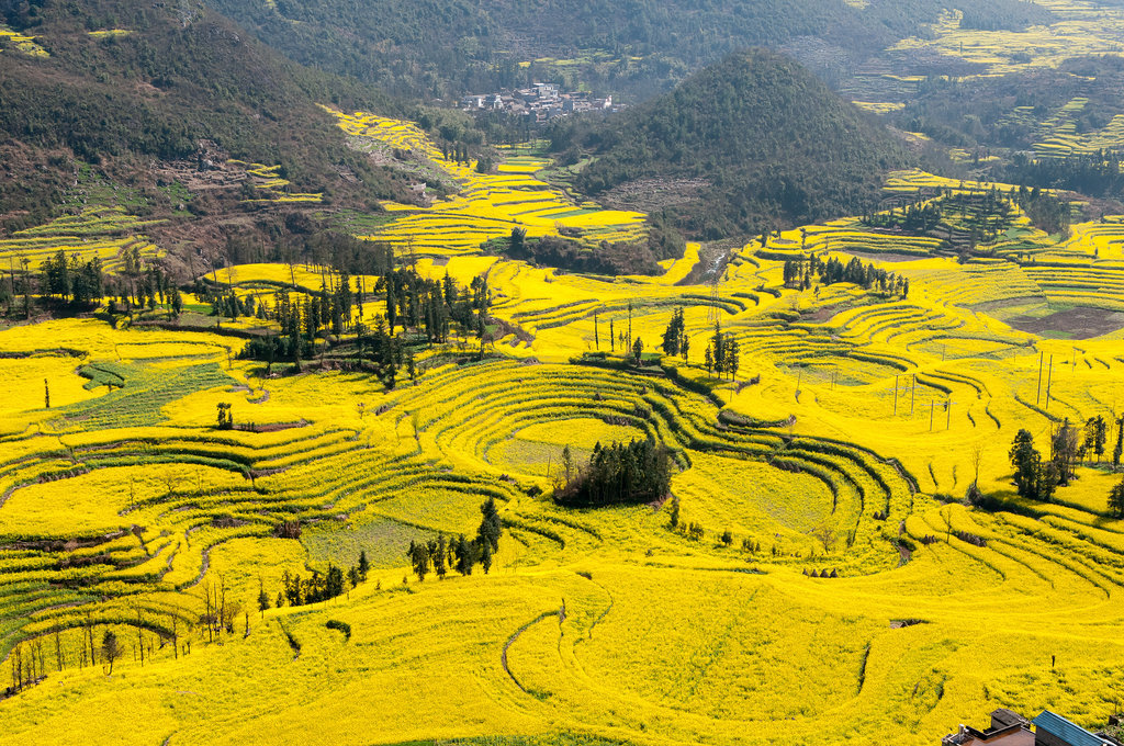 Canola Flower Fields, China Canola Flower Fields, China