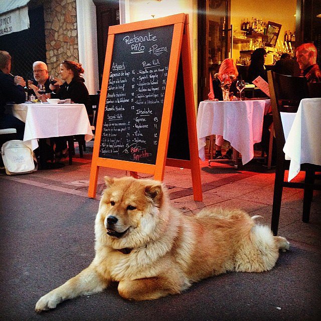 Coco the Chow Chow, a fixture in her Cannes neighborhood, made herself comfortable outside a restaurant.
Coco the Chow Chow, a fixture in her Cannes neighborhood, made herself comfortable outside a restaurant.