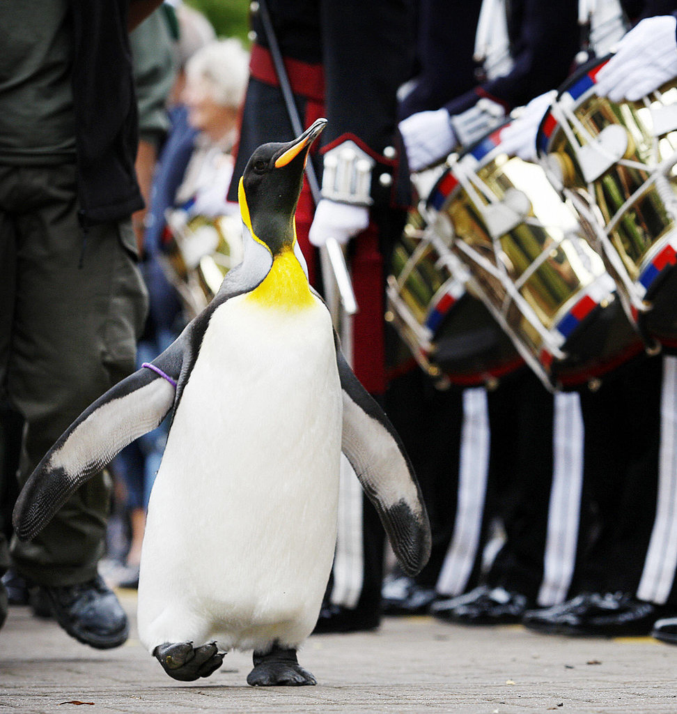A Penguin Was Knighted in Norway A Penguin Was Knighted in Norway