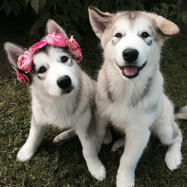 Dogs Are Attuned to Human Emotion Dogs Are Attuned to Human Emotion