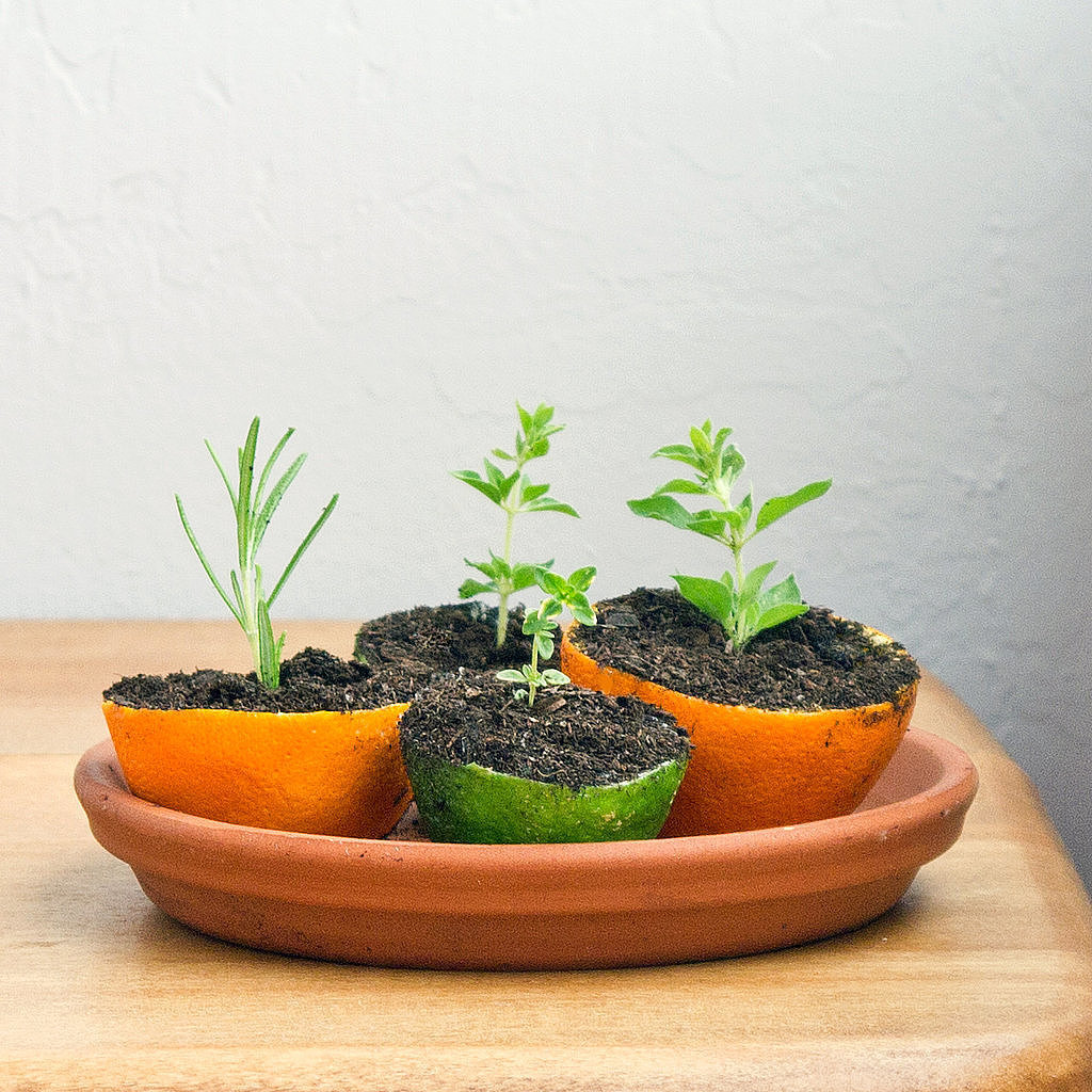 Citrus Planters Citrus Planters