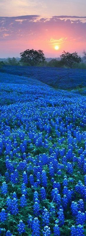Ennis Bluebonnet Festival, TX Ennis Bluebonnet Festival, TX