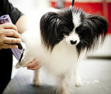 10 Dog Breeds That Shed Most & Least 10 Dog Breeds That Shed Most & Least