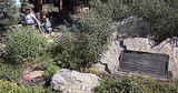 George Harrison Memorial Tree Killed ... by Beetles George Harrison Memorial Tree Killed ... by Beetles